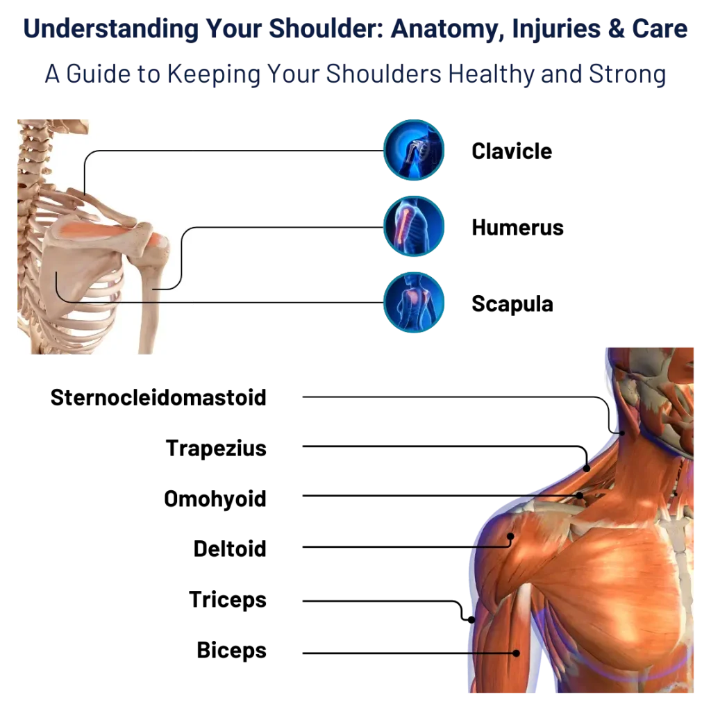 Understanding Your Shoulder: Anatomy, Injuries & Care