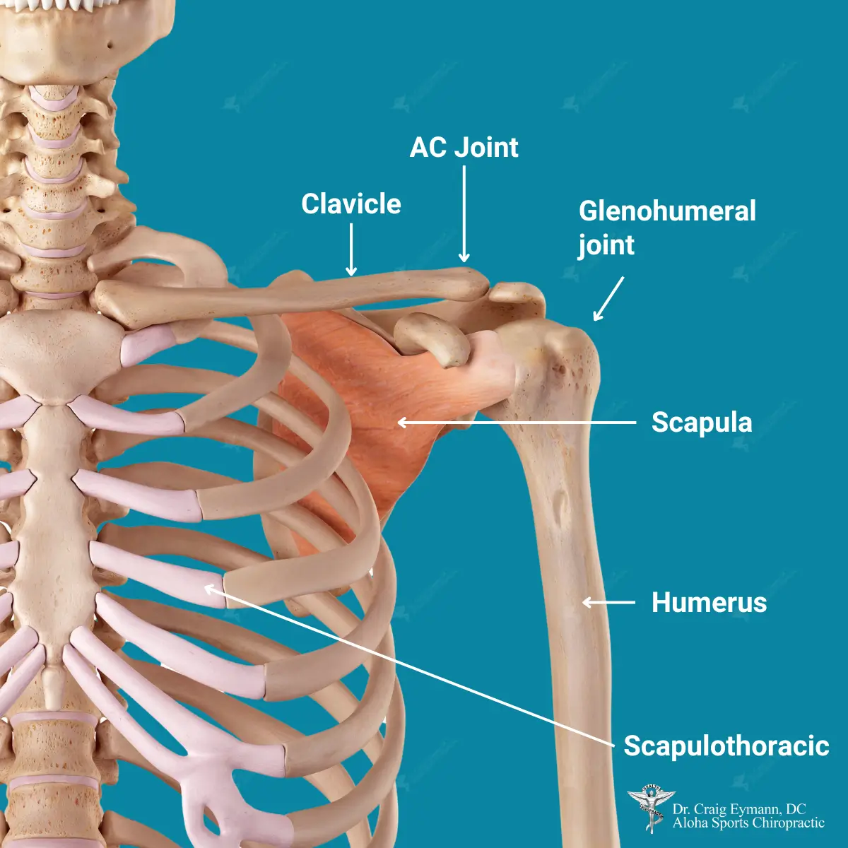 8 Possible Causes for Pain Under Your Shoulder Blade